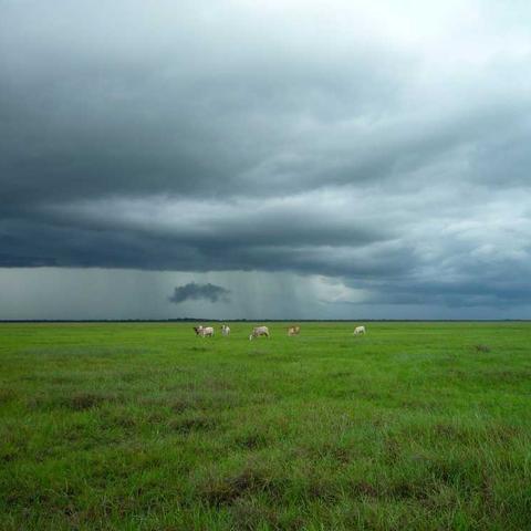 জেন্টেল ফোমিং ফেস ওয়াশ